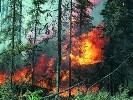 Как спастись во время лесного пожара?